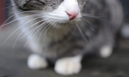 封神一战！布克末节21分+抛投准绝杀，快船提前终结广厦所有悬念