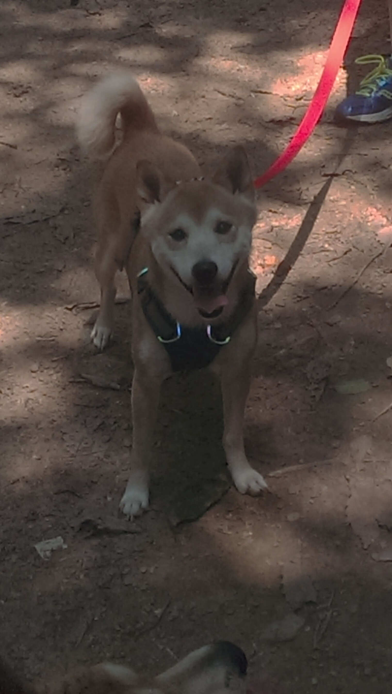开云体育中国-班凯罗如何肢解骑士内线，状元秀用最复古的方式杀死比赛