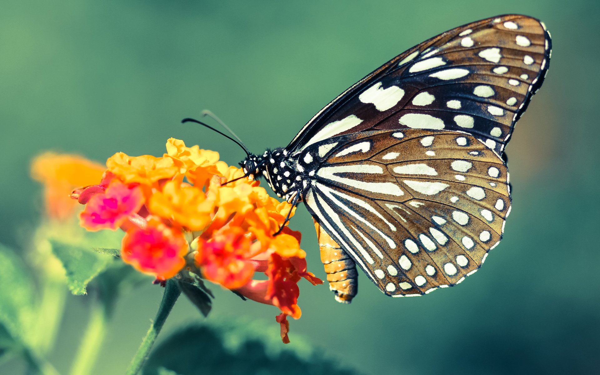 冷血刺客！贝恩加时赛三记三分手刃独行侠，休城新王当立