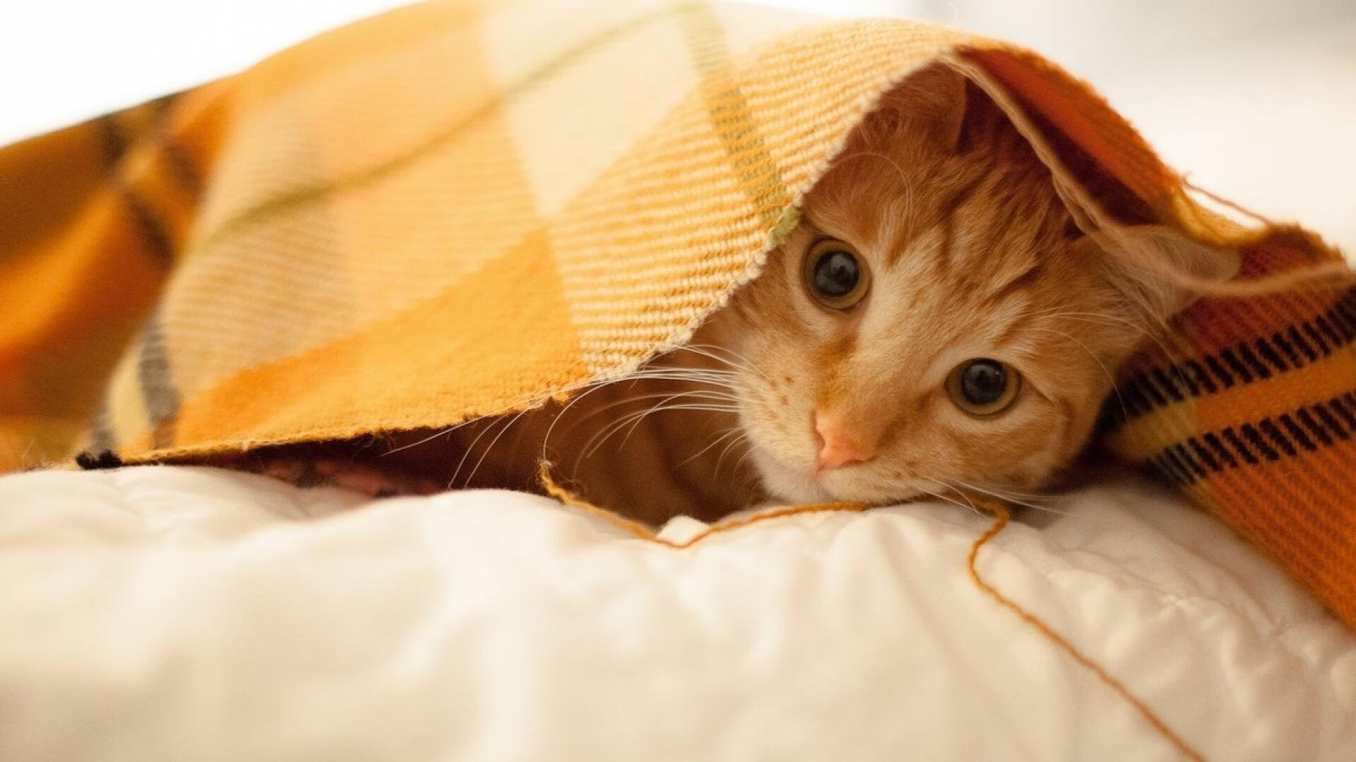 风暴眼迪亚斯，巴拉圭雄鹰如何单骑征服勒沃库森