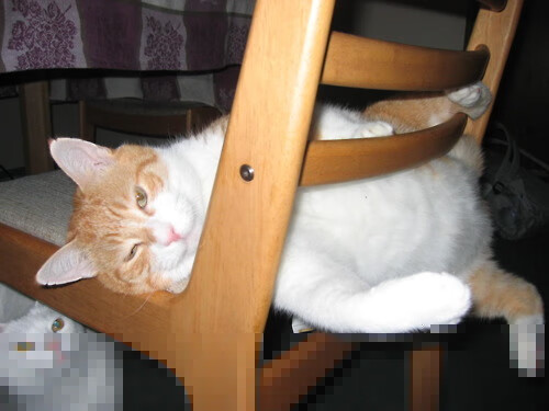 文班亚马终场绝杀定乾坤,火箭狂飙突进完胜76人展霸气