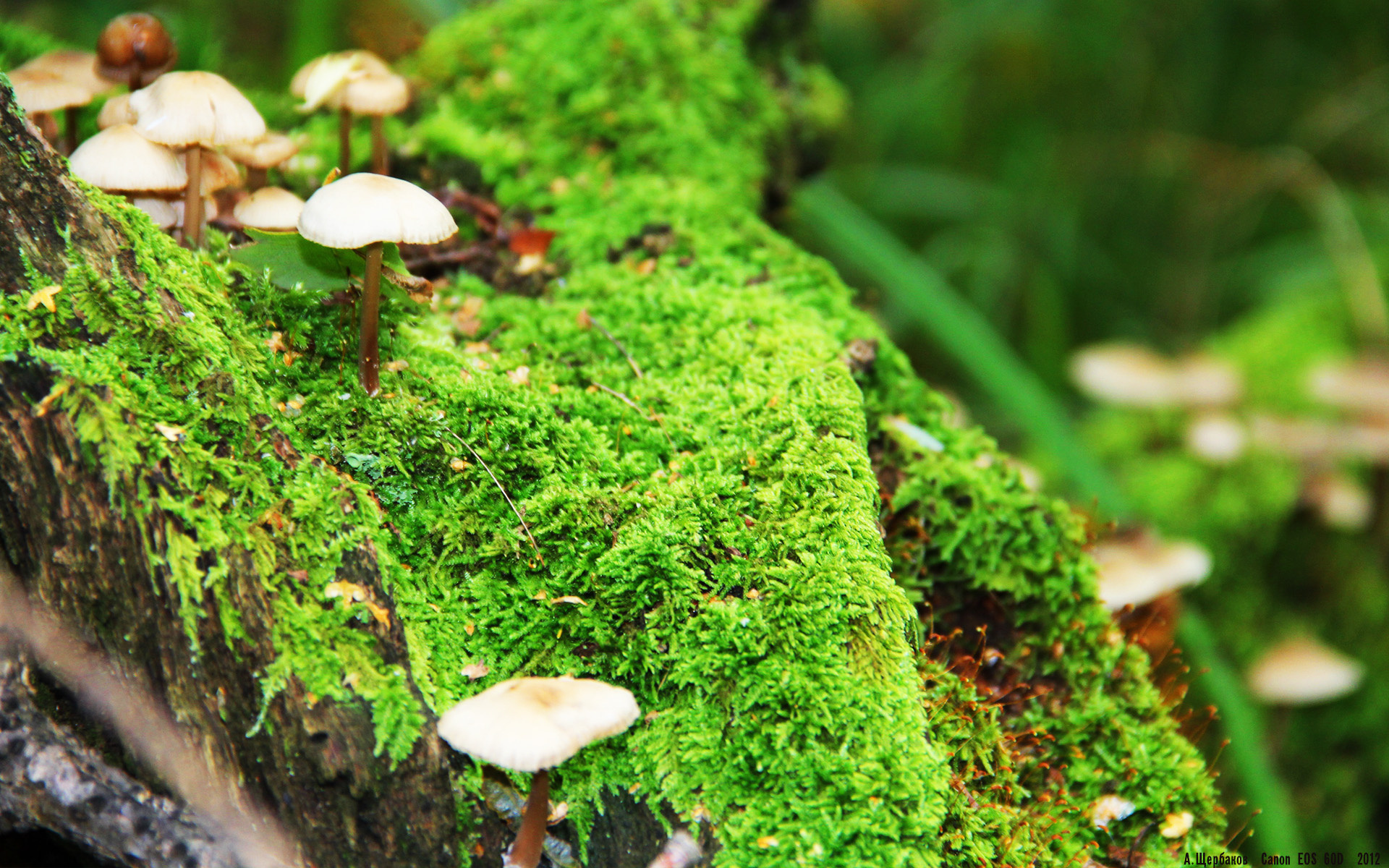 当稳定成为异常，莱万的不掉线定律与曼联的加拿大式震荡