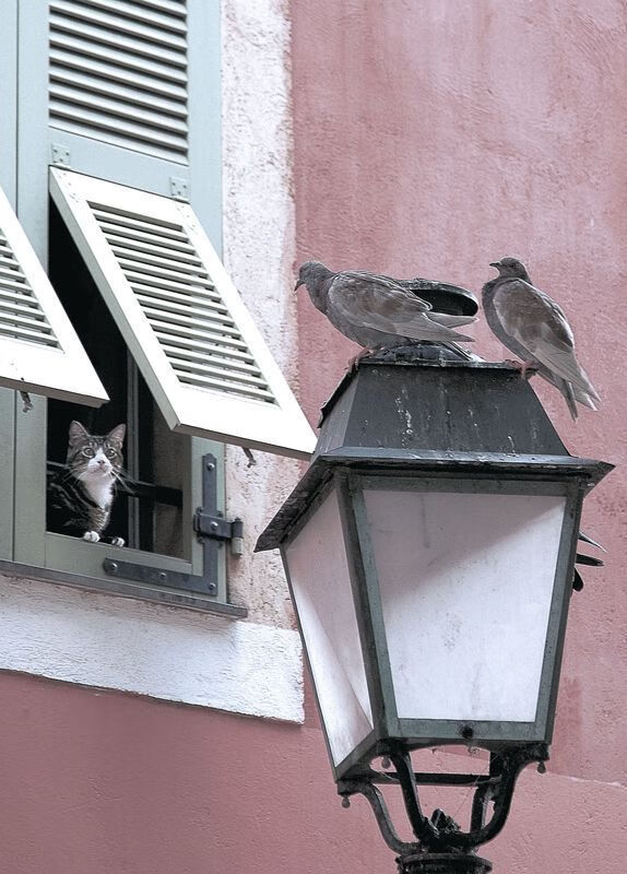 巨星的两种解法，东契奇的交响乐与骑士的精密机械