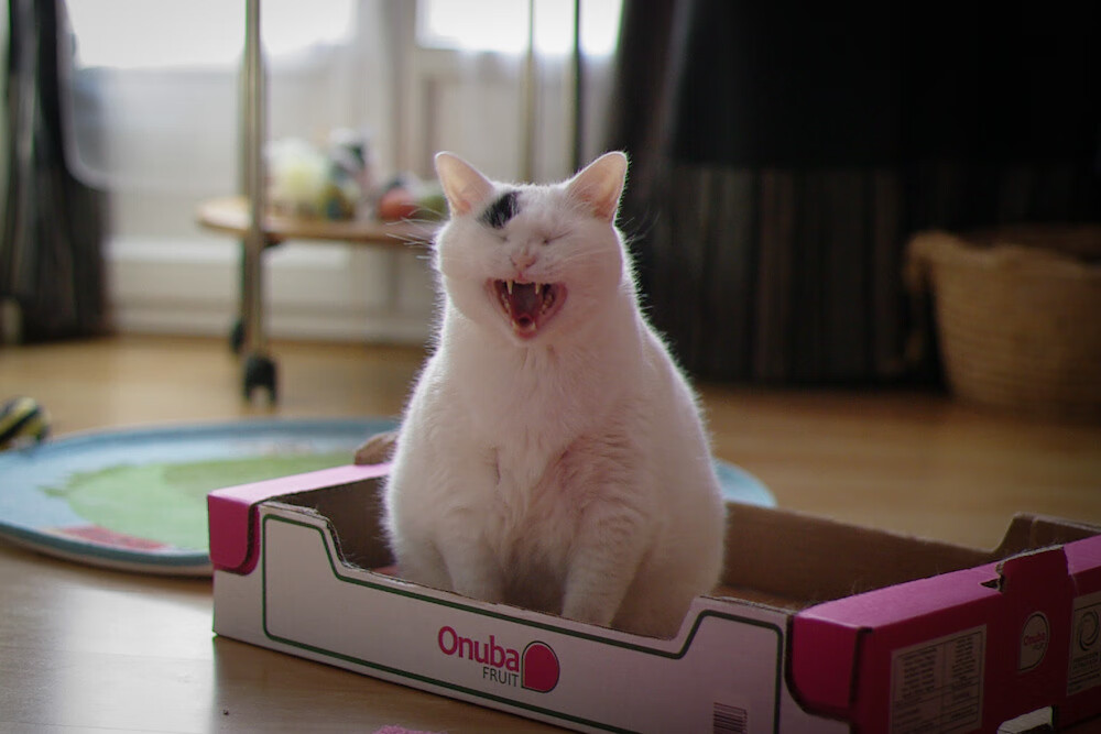 绝境中的冷静，恩佐如何化身瑞典的北极星指引胜利