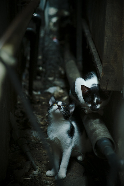 战袍之下，皆为斗士，F1新赛季揭幕战之夜与拉文的大场面哲学