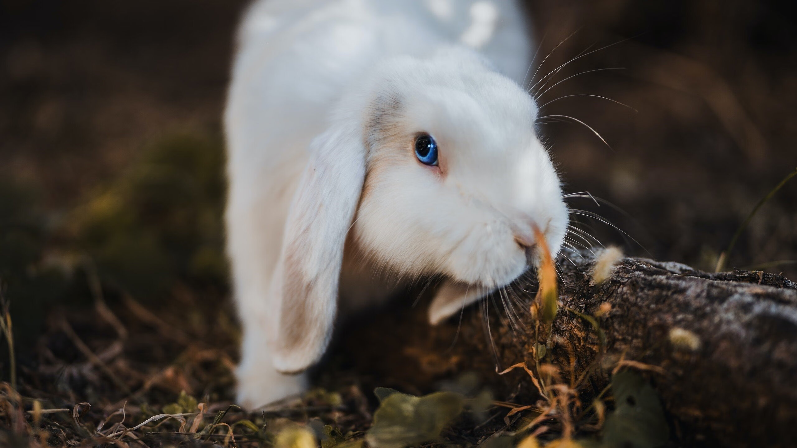 快船淘汰灰熊,一场被提前冠以东决级的西部焦点战