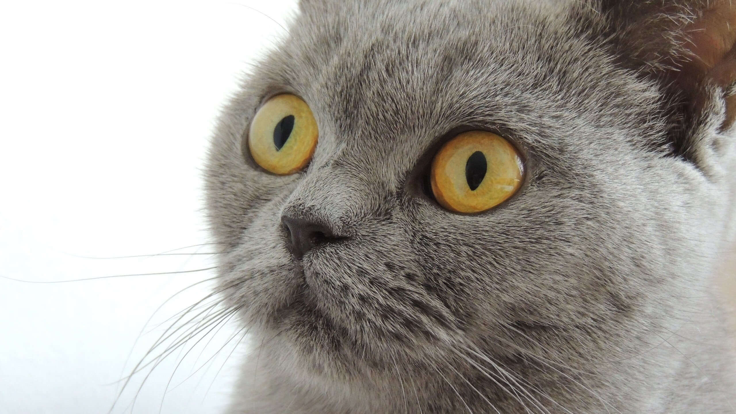 2026风暴，丹麦完美战术碾压新西兰，阿尔瓦雷斯接管比赛之夜