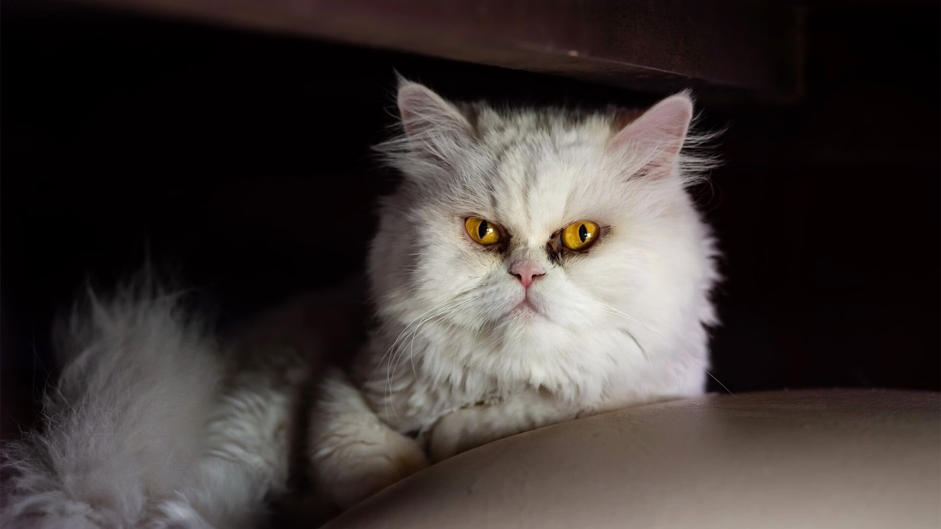 蒂亚戈主宰赛场，比利时在美加墨世界杯淘汰AC米兰晋级