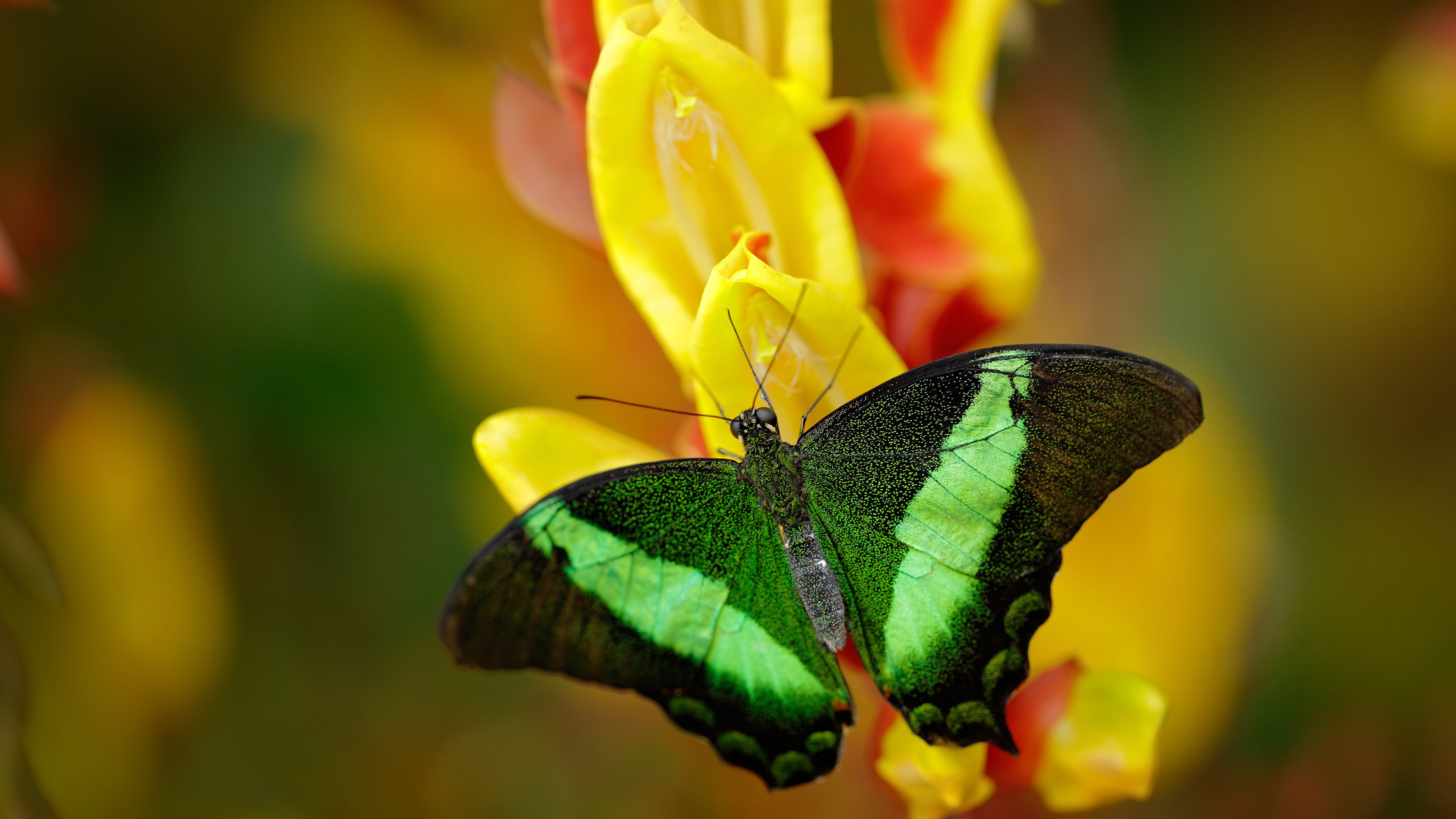 当仙人掌遇见红牛，C罗在另一个宇宙完成里程碑