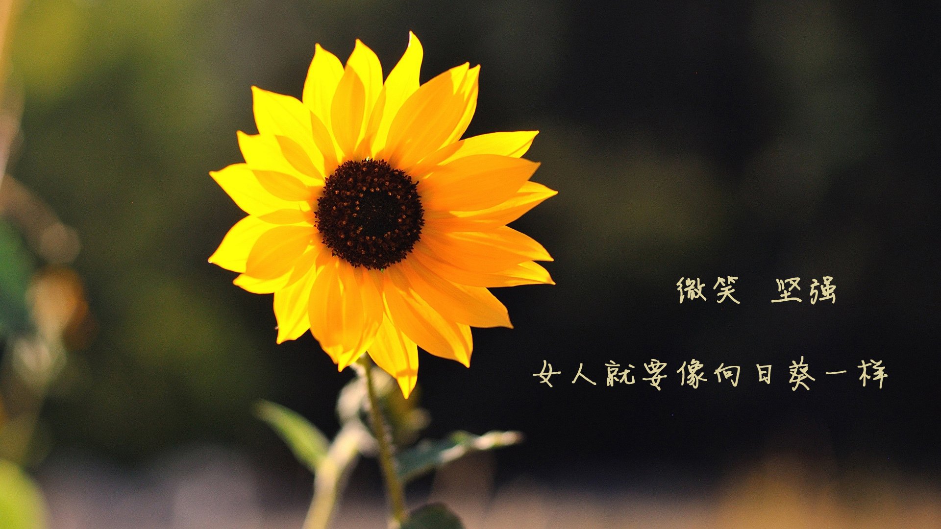 沙漠风暴下的童话破灭，巴雷拉，一个影子如何导演了世界杯B组最伟大的翻盘